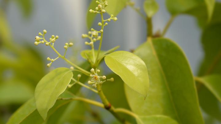 福建红茶有哪些种类